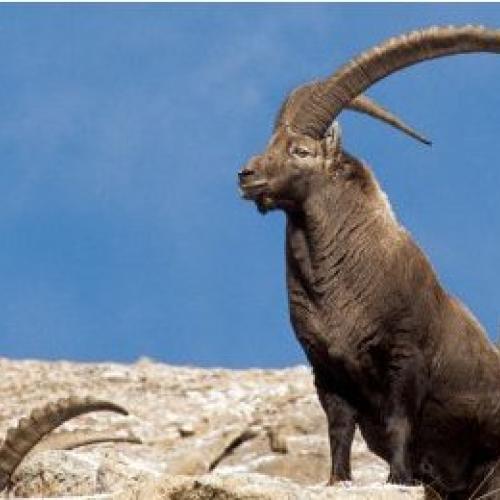 ibex.jpg