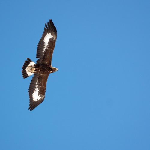 Bêtes à plumes