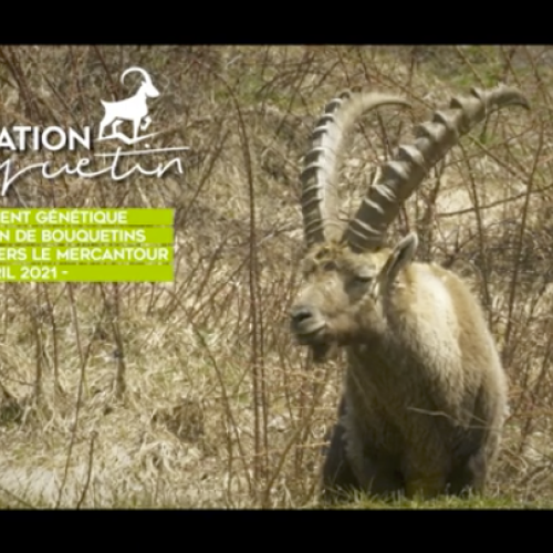 Opération bouquetin 2021 - Parc national du Mercantour et de la Vanoise