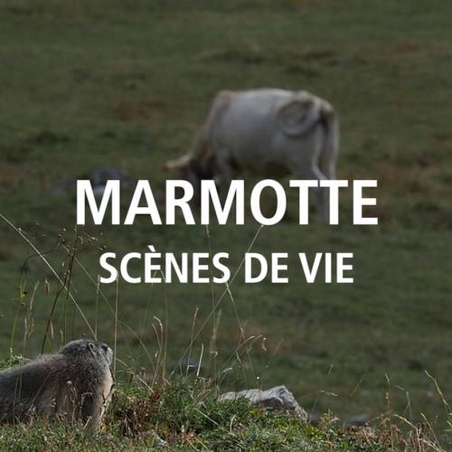 "Scènes de vie - Marmotte"