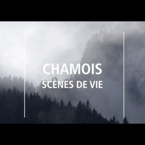 "Scènes de vie - Chamois"