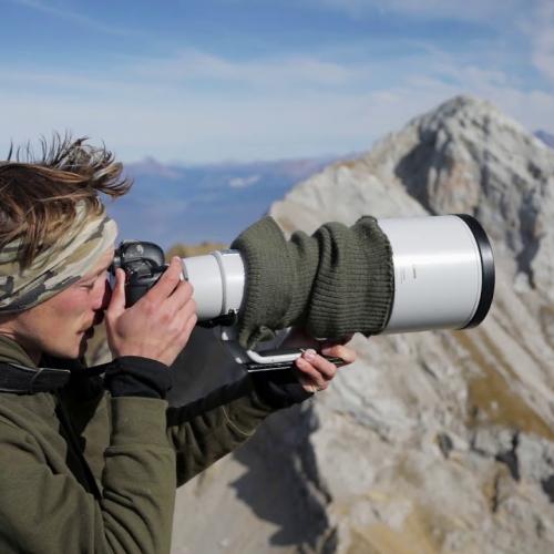 Pratique de la photographie et préservation du Gypaète barbu