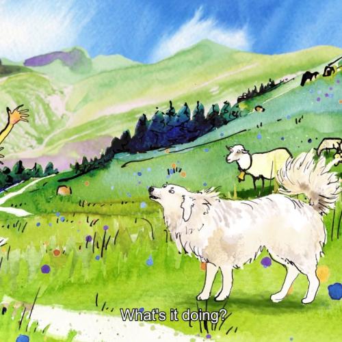 Vivre à la montagne - C'est quoi au juste un chien de protection des troupeaux ?