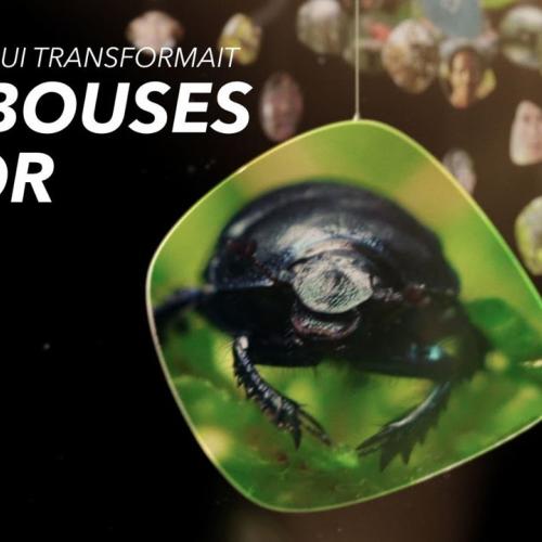 L’insecte qui transformait les bouses en or