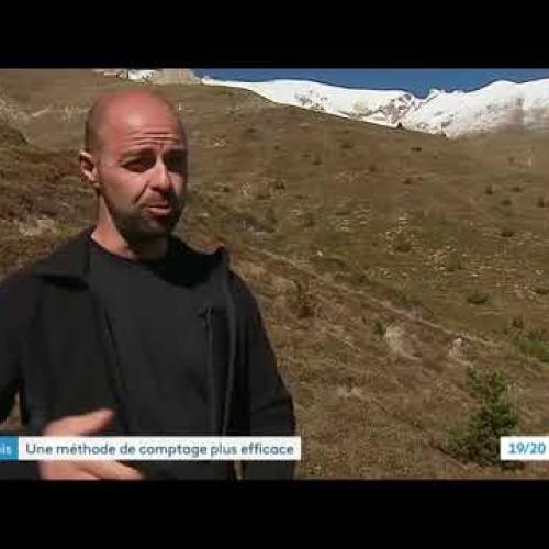 Reportage sur échantillonnage IPS des chamois dans le PN de la Vanoise