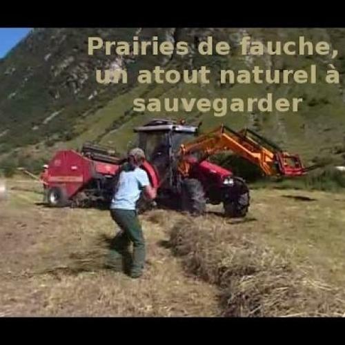 Prairies de fauche, un atout naturel à sauvegarder