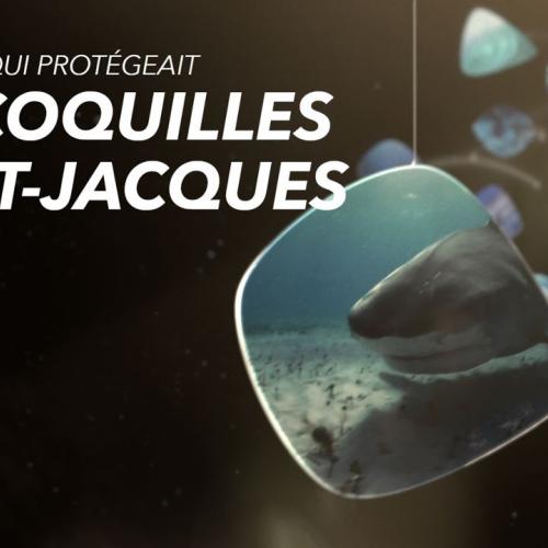 Le requin qui protégeait les coquilles Saint-Jacques
