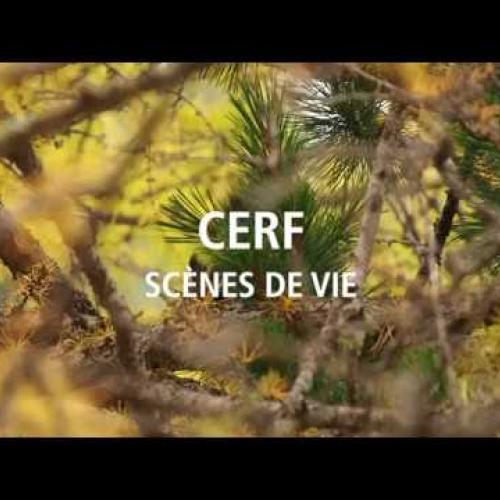 "Scènes de vie - Cerf"