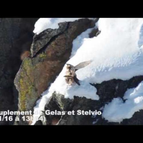 Accouplement du couple de gypaètes barbus des gorges du Doron à Termignon