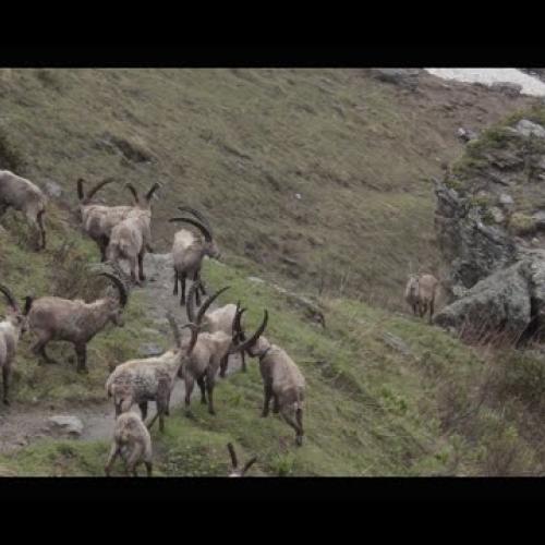 Suivi du bouquetin des Alpes dans le Parc national de la Vanoise