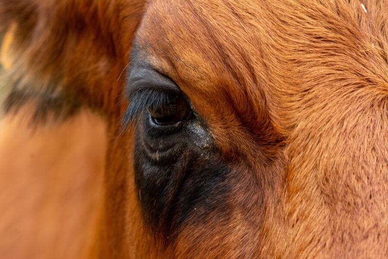 Gros plan sur l'œil d'une vache. L'œil est fardé de noir et le replage autour est roux.