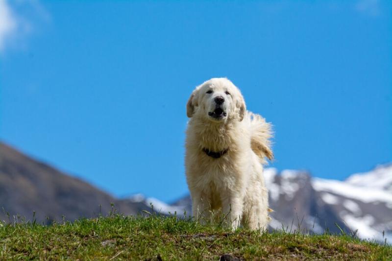 Chien blanc (patou) sur fond de ciel bleu