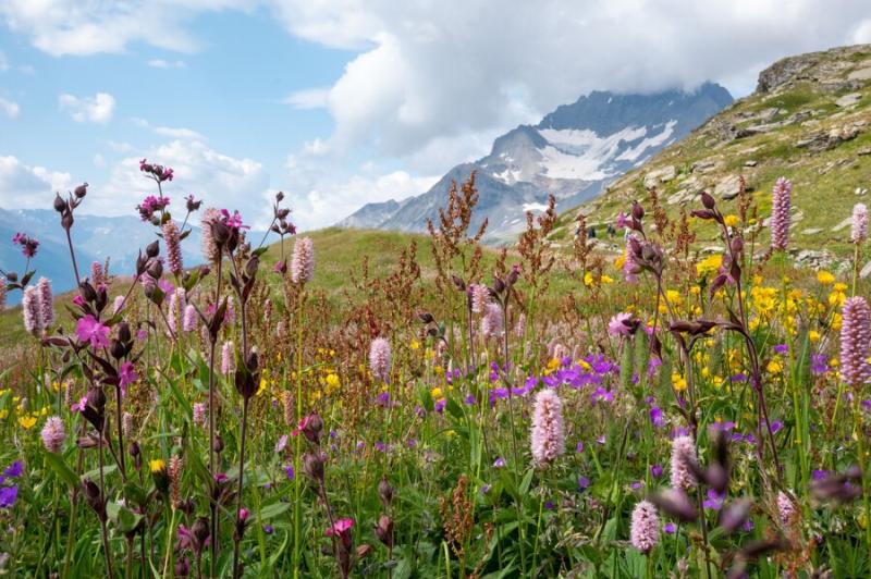 Prairie de montagne en fleurs 