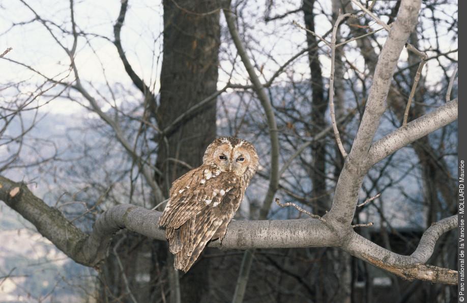 Chouette hulotte  Oisillon, boutique en ligne pour oiseaux