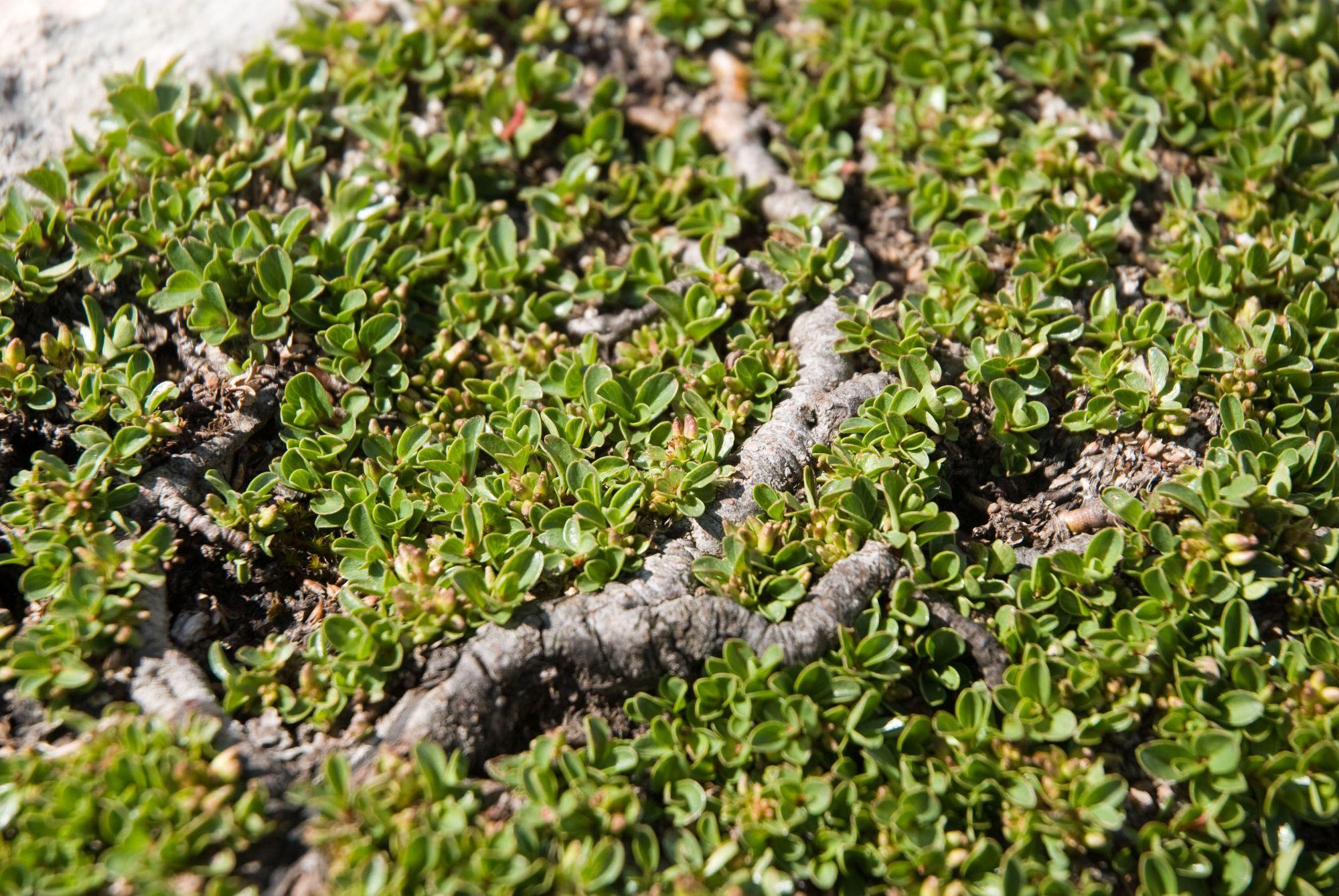 Saule herbacé