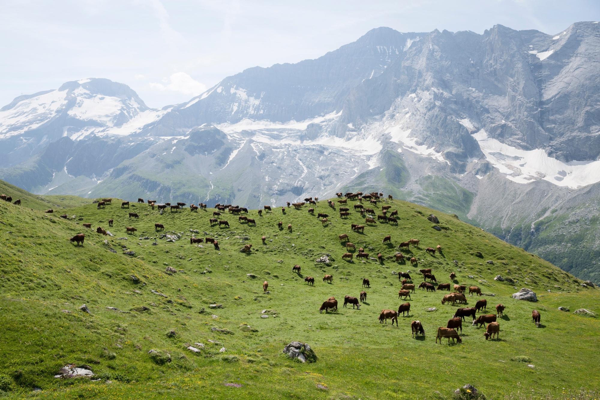 Abondances au pâturage sur l’alpage de la Grande Plagne à Champany-en-vanoise 