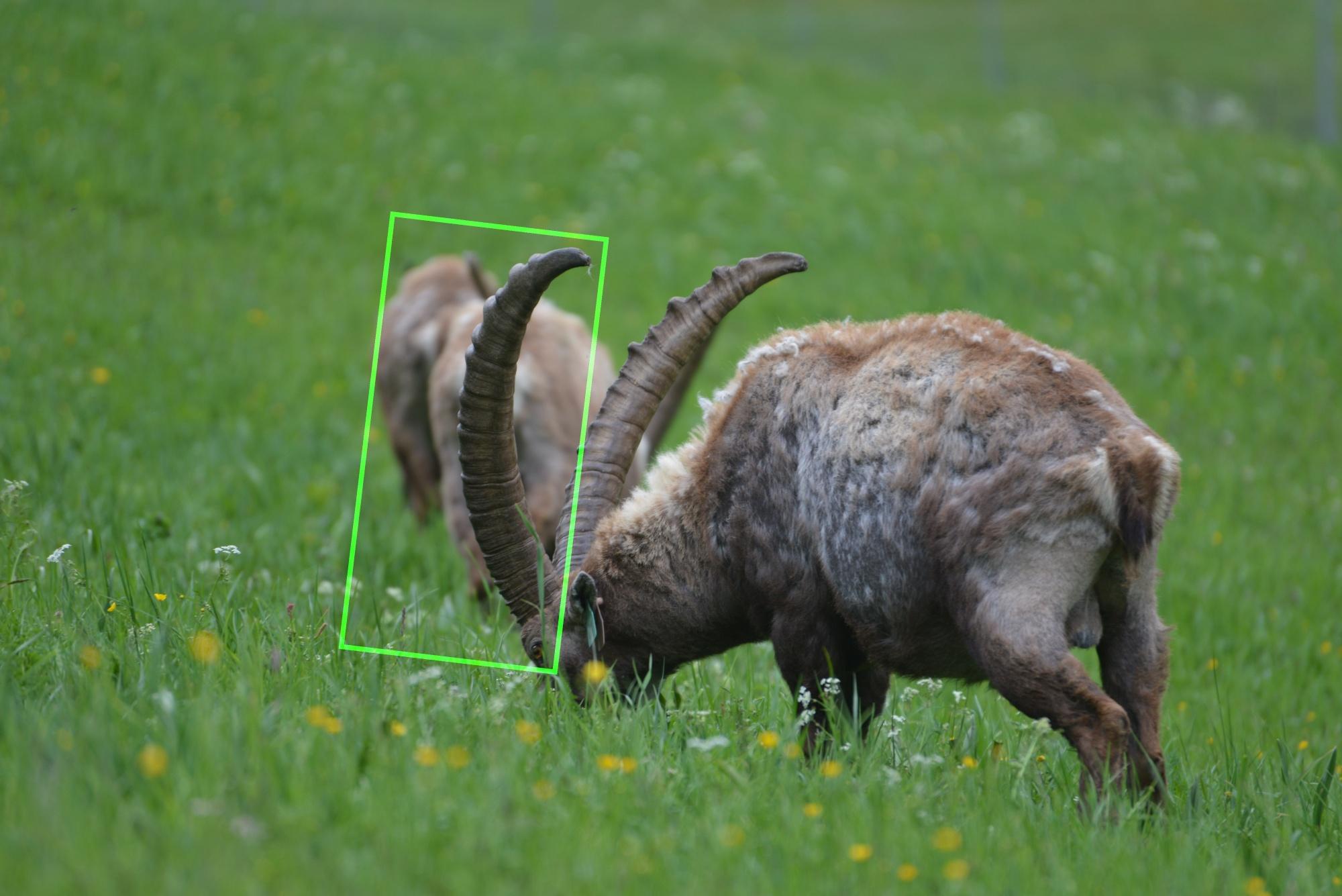 Reconnaissance d'un individu à partir d'une photo de ses cornes