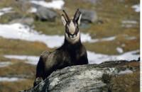 vignette_1pnv000541_chamois.jpg