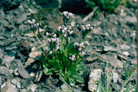 1pnv001965-pn-vanoise-delmas_michel-1600px.png