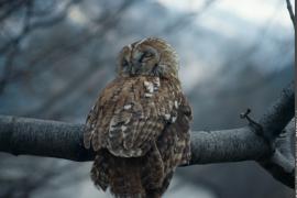 Chouette hulotte, posée sur une branche.