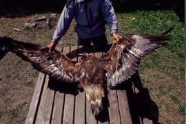 Récupération d'un Aigle royal, femelle, trouvée morte à Bramans