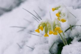 Primevère officinale (Primula veris) perçant à travers la neige | © PNV - Ludovic Imberdis