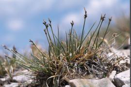 1pnv006182-pn-vanoise-blanchemain_joel-750px.jpg