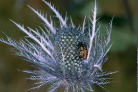 1pnv006510-pn-vanoise-imberdis_ludovic-750.jpg