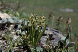 Orchis des Alpes, dans le caricion, au pied du Glacier inférieur des Balmes