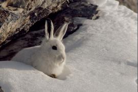 1pnv013447-pn-vanoise-mollard_maurice-900px.jpg