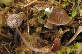 2022-12_mycena_pasvikensis_gilles_corriol_900px.png