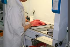 Prélèvement, sous hotte à flux laminaire, d'une partie des poumons d'un bouquetin des Alpes, pour faire une analyse bactériologique (DDSV)
