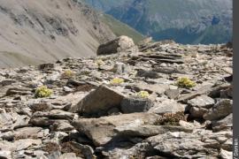 Touffes de saxifrage fausse mousse dans un éboulis de schistes