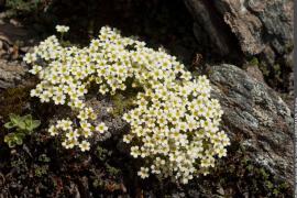 Fleurs de saxifrage fausse mousse