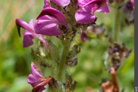 3pnv014210-pn-vanoise-auge_vincent-750.jpg