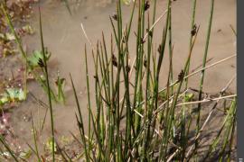 3pnv014234-pn-vanoise-auge_vincent-900px.jpg