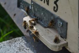 Ouvrières d'abeilles noires à l'entrée du nucléus (ruchette comprenant uniquement des abeilles ouvrières qui élèvent une nouvelle reine) du rucher de fécondation mis en place par Klébert SILVESTRE (apiculteur, membre du CETA) dans le cadre du Conservatoire de l'abeille noire. Vallée des Encombres, Les Belleville.