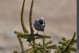 3pnv017253-pn-vanoise-tardivet_chloe-900px.jpg