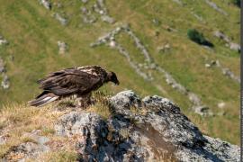 3pnv022913-pn-vanoise-mele_stephane-900px.jpg