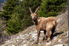 3pnv023497-pn-vanoise-hagry_valerie-900px.jpg