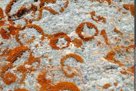 Xanthoria elegans, l'une des espèces de lichen inventoriées dans l'ATBI © Parc national de la Vanoise - Mylène Herrmann