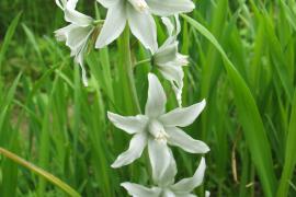 ornithogalum_nutans_2.jpg