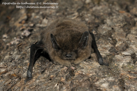 pipistrelle_de_nathusius_c_maliverney.png