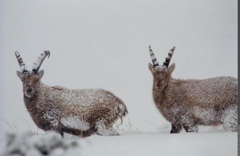 Point rencontre - Découverte de la faune en hiver -  Termignon_Val-Cenis - Bouquetins