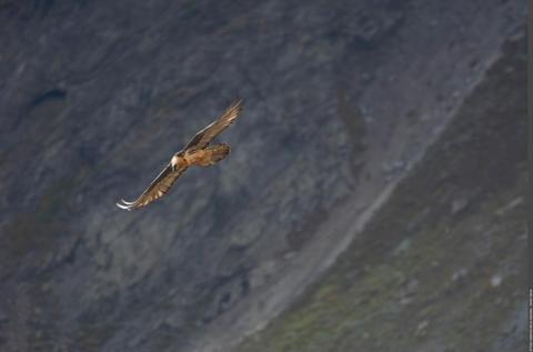 Module scénographique : Le gypaète barbu_Pralognan-la-Vanoise - Gypaète Barbu