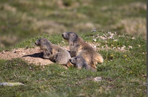 Animation "La Tribu des Marmottes"_Peisey-Nancroix