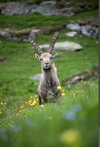 Sur les traces des animaux de montagne !_Bonneval-sur-Arc - PN VANOISE