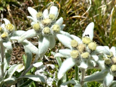 Balade "botanique et bien-être zen"_Val-d'Isère - Edelweiss