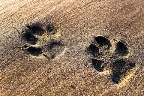 Apprentis pisteur sur la trace des animaux_Bonneval sur Arc - Empreintes de pas d'animaux