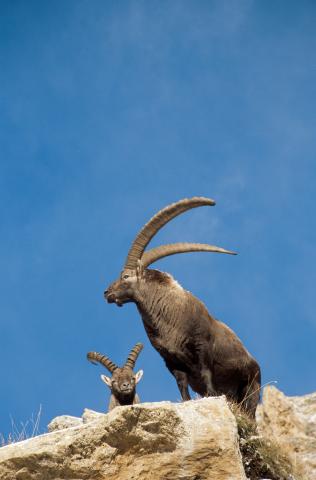 fiche-esp-ce-bouquetin-des-alpes-parc-national-de-la-vanoise